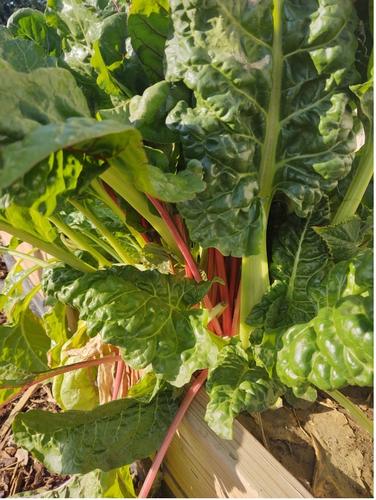 Swiss chard growing at one of the GTMT projects. Photo: Dara Palmer